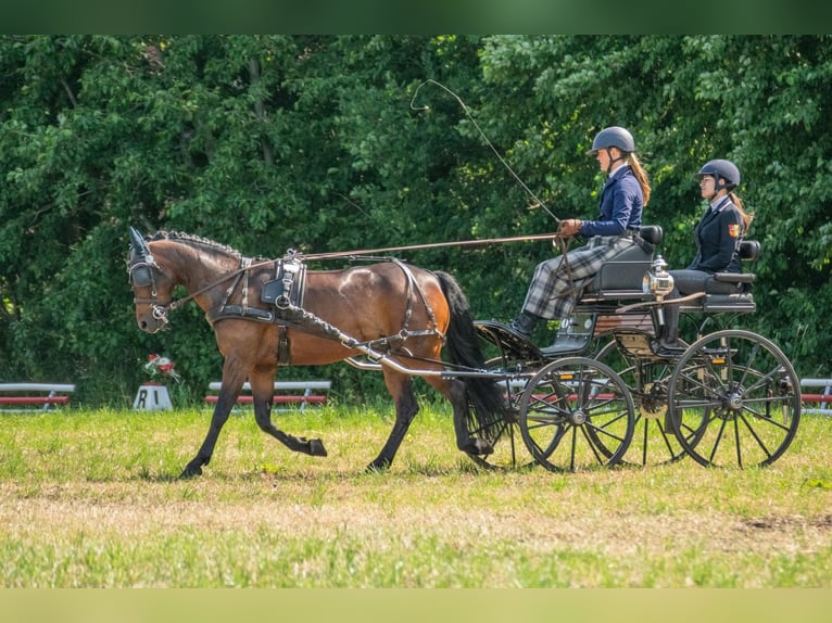 Connemara Mix Castrone 11 Anni 140 cm Baio in Emsdetten