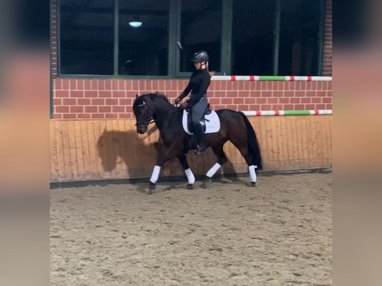Connemara Mix Castrone 11 Anni 140 cm Baio in Emsdetten