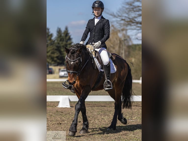 Connemara Castrone 11 Anni 147 cm Baio in Neuhof