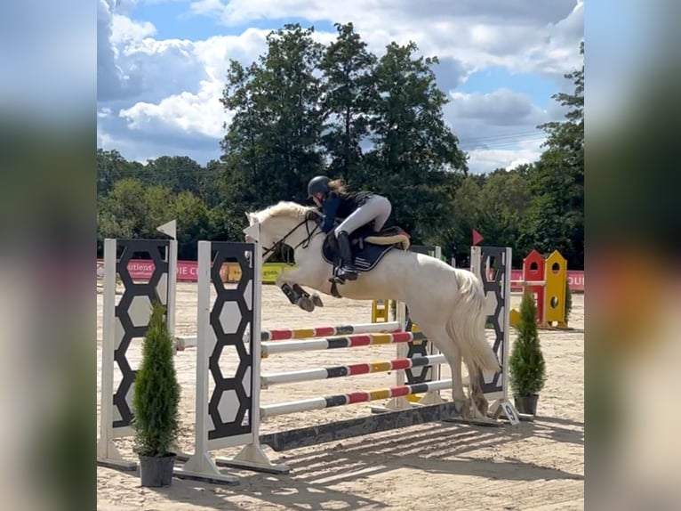 Connemara Castrone 11 Anni 147 cm Cremello in Neustadt am Rübenberge