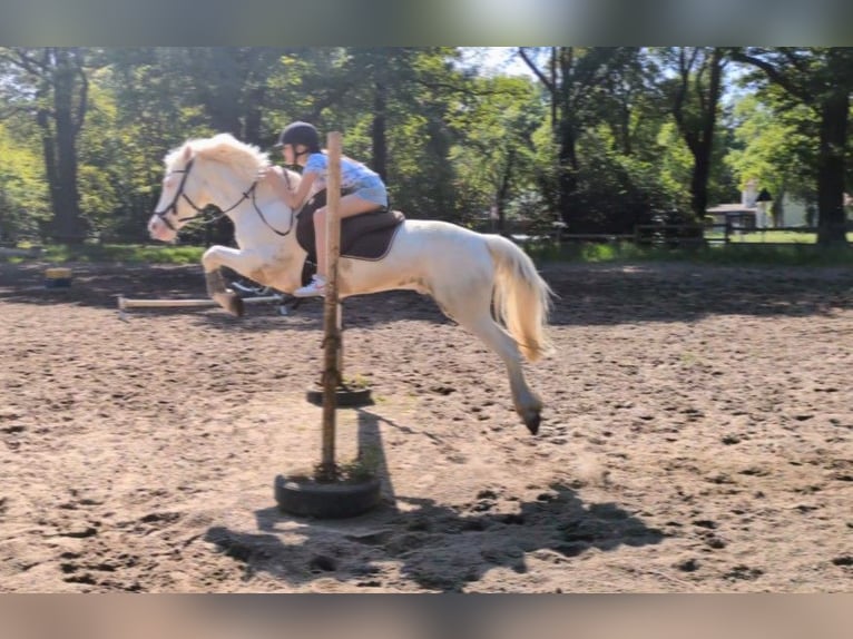 Connemara Castrone 11 Anni 147 cm Cremello in Neustadt am Rübenberge