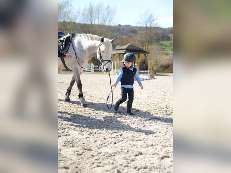 Connemara Castrone 11 Anni 148 cm Grigio in Wächtersbach