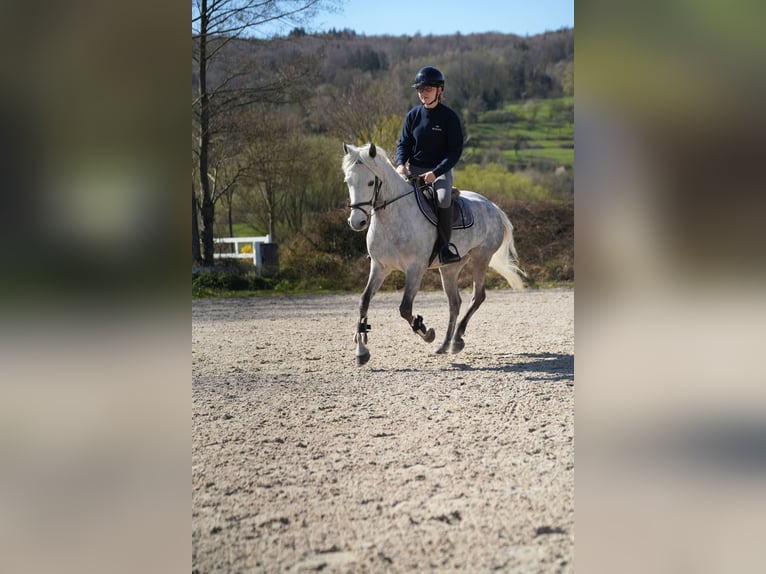 Connemara Castrone 11 Anni 148 cm Grigio in Wächtersbach