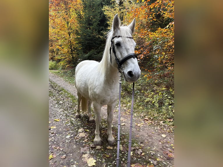 Connemara Castrone 11 Anni 148 cm Grigio in Melle