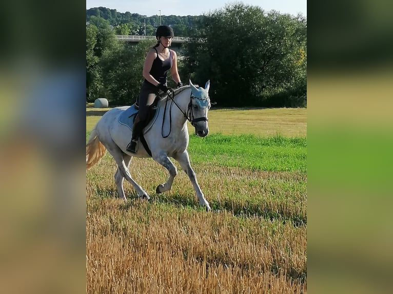 Connemara Castrone 11 Anni 148 cm Grigio in Melle