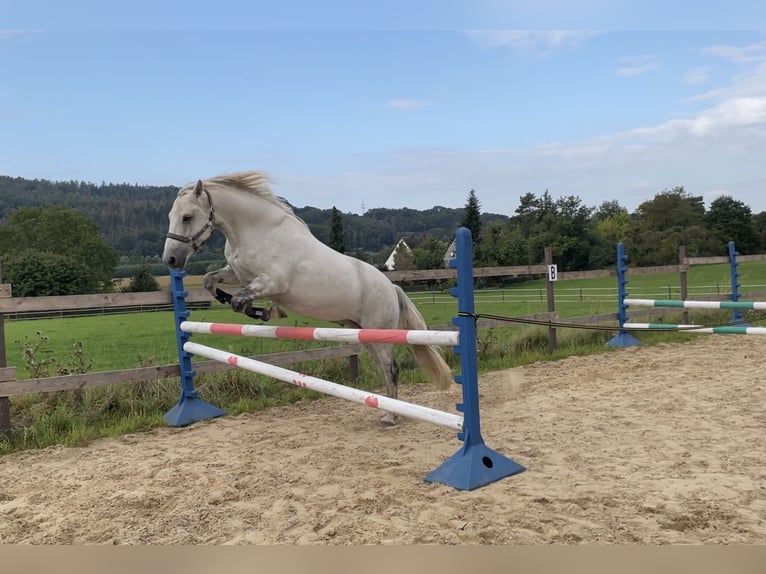 Connemara Castrone 11 Anni 148 cm Grigio in Melle