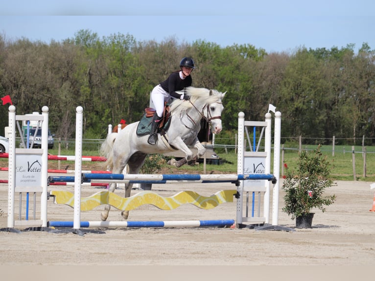 Connemara Castrone 11 Anni 150 cm Grigio in Castres