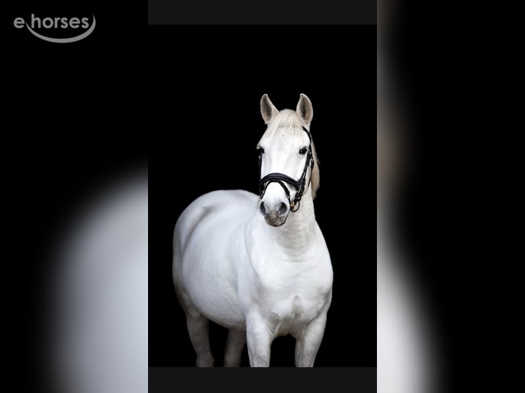 Connemara Castrone 11 Anni 155 cm Grigio in Gronau (Westfalen)