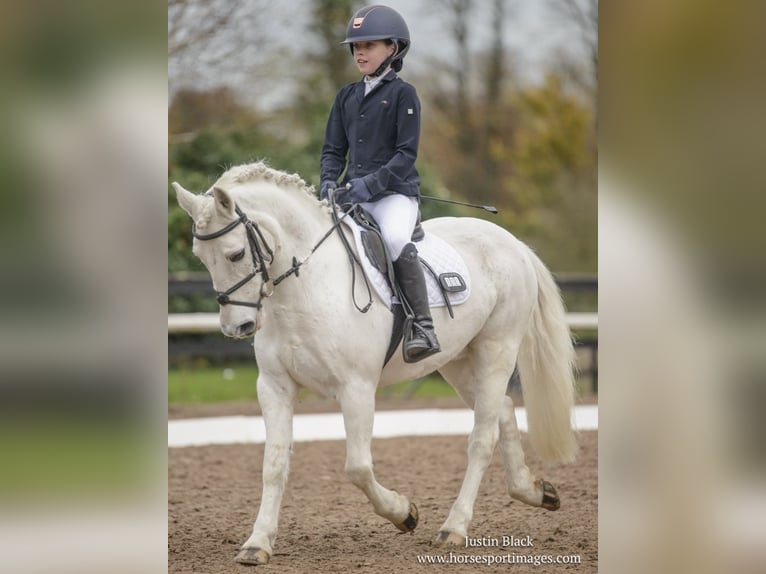 Connemara Mix Castrone 12 Anni 128 cm Grigio in Limerick