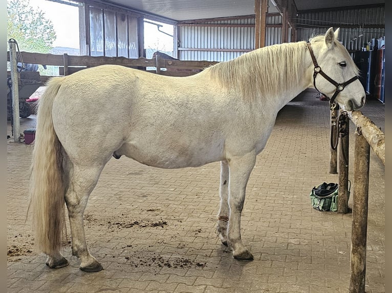 Connemara Castrone 12 Anni 152 cm Grigio in Bad Orb