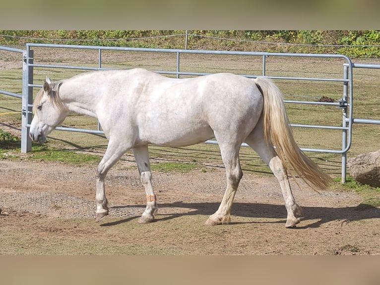 Connemara Castrone 12 Anni 152 cm Grigio in Bad Orb