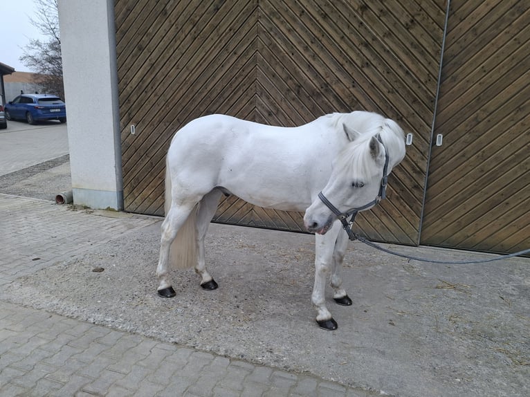 Connemara Castrone 12 Anni 158 cm Grigio in Dasing