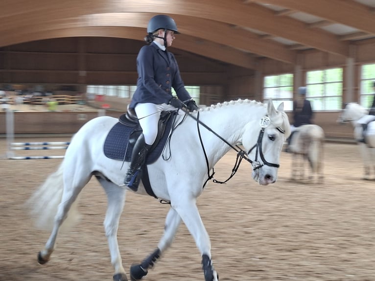 Connemara Castrone 12 Anni 158 cm Grigio in Dasing