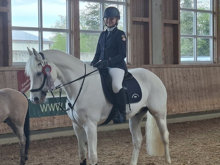 Connemara Castrone 12 Anni 158 cm Grigio in Dasing