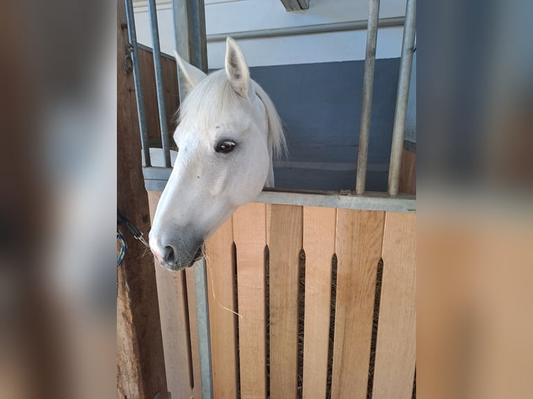 Connemara Mix Castrone 13 Anni 148 cm Grigio in Biel-Benken BL