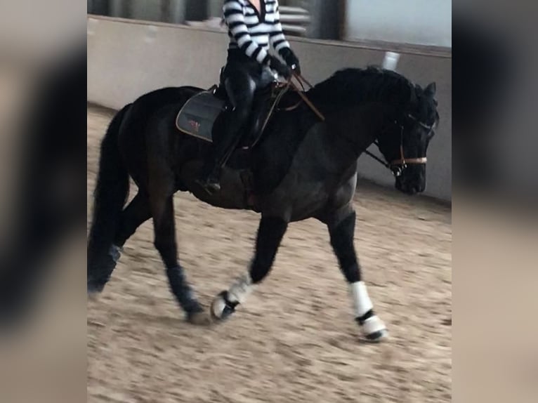 Connemara Mix Castrone 13 Anni 148 cm Morello in GerabronnGerabronn