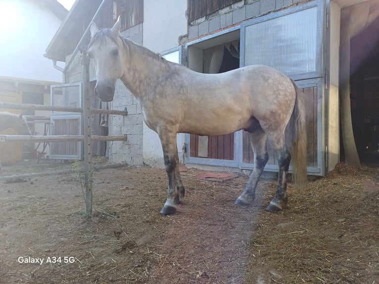 Connemara Castrone 13 Anni 150 cm Grigio pezzato in St. Martin-Karlsbach