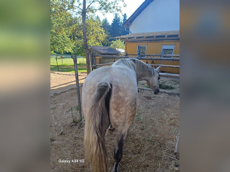 Connemara Castrone 13 Anni 150 cm Grigio pezzato in St. Martin-Karlsbach