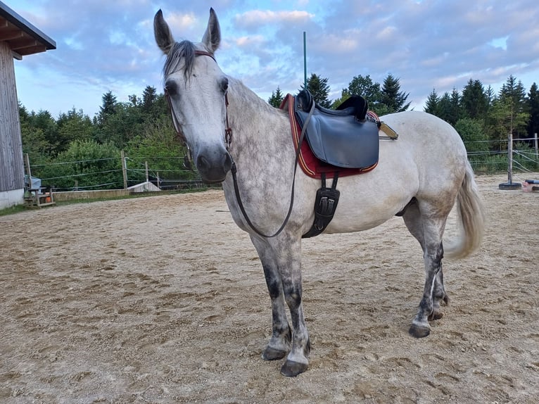 Connemara Castrone 13 Anni 150 cm Grigio pezzato in St. Martin-Karlsbach