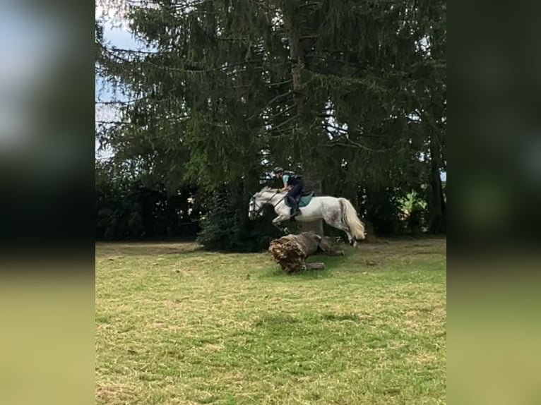 Connemara Castrone 14 Anni 143 cm Grigio pezzato in Neckartailfingen