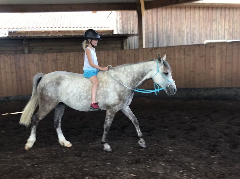 Connemara Castrone 14 Anni 143 cm Grigio pezzato in Neckartailfingen