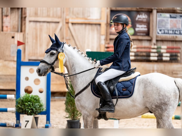 Connemara Castrone 14 Anni 143 cm Grigio pezzato in Neckartailfingen