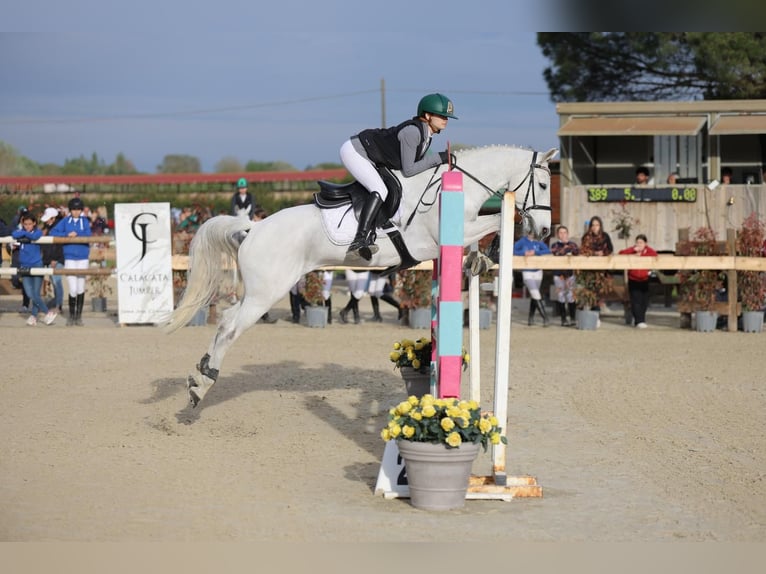 Connemara Castrone 14 Anni 148 cm Grigio in Bologna