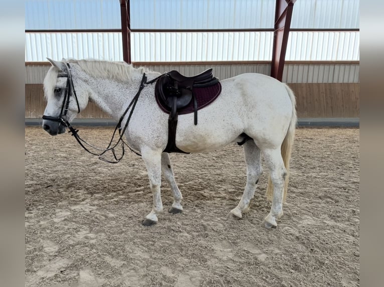 Connemara Castrone 14 Anni 156 cm Grigio in Berg