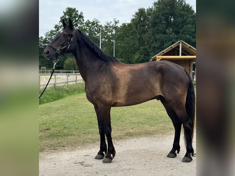 Connemara Castrone 14 Anni 160 cm Baio nero in Évenos