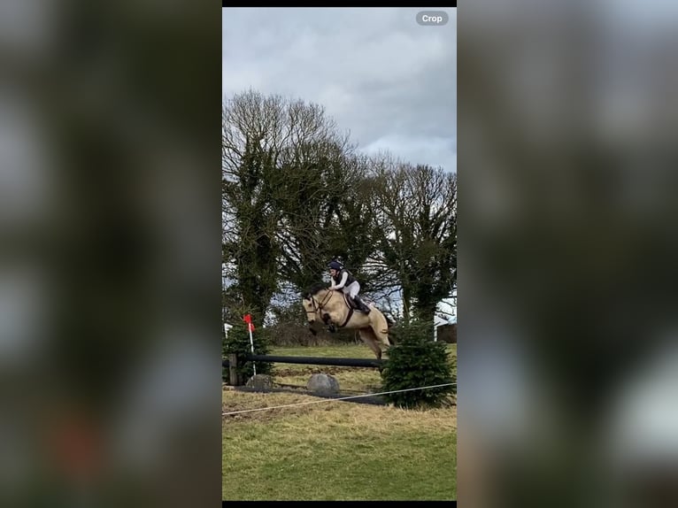 Connemara Castrone 16 Anni 148 cm Falbo in Sligo