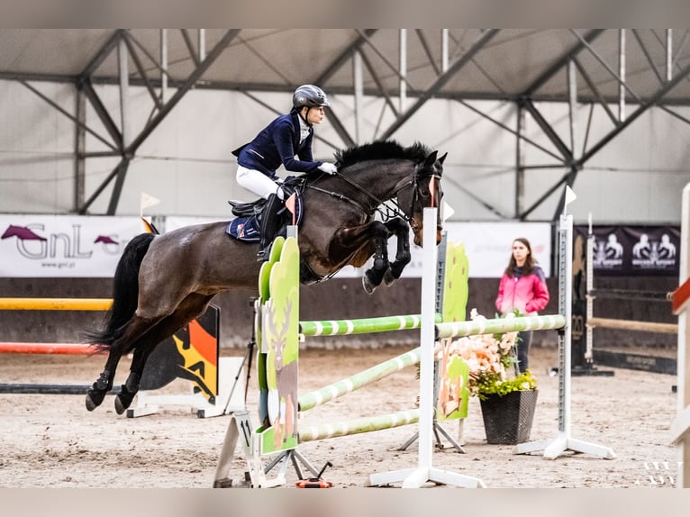 Connemara Castrone 16 Anni 149 cm Baio nero in Kobyłka