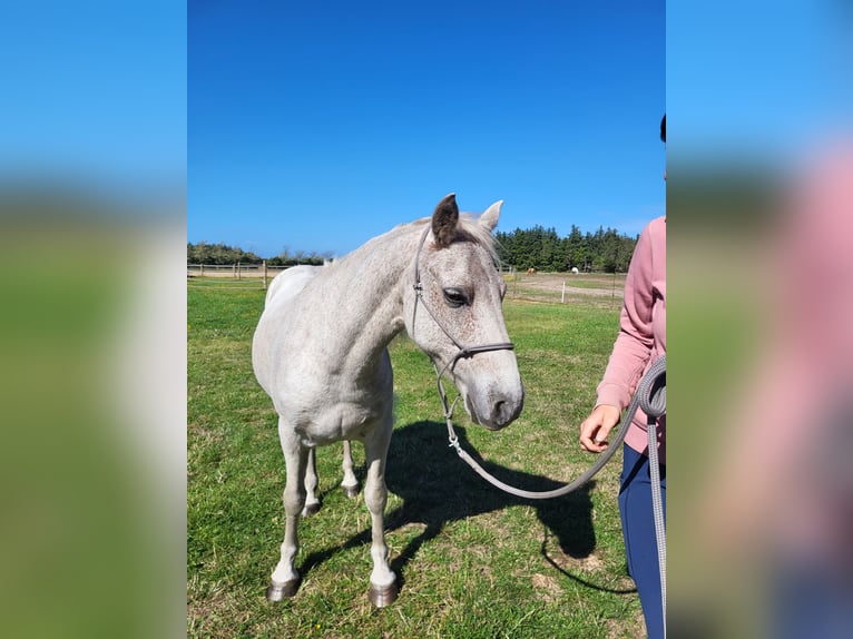 Connemara Castrone 17 Anni 130 cm Grigio in Hirtshals