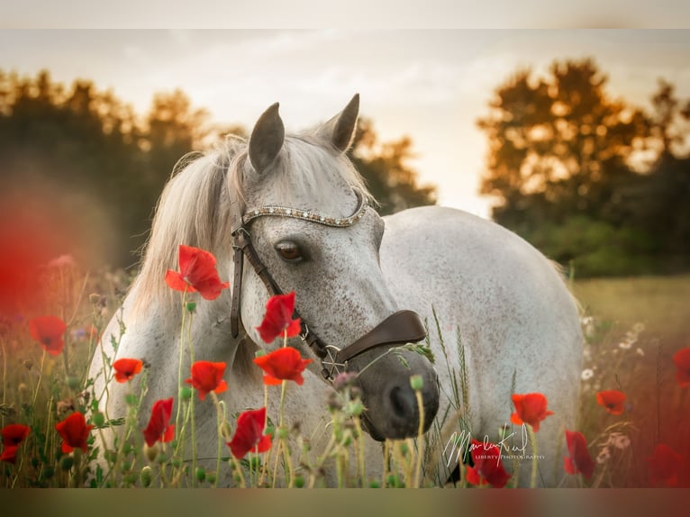 Connemara Castrone 17 Anni 130 cm Grigio in Hirtshals