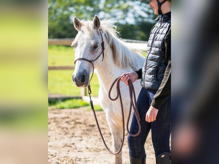 Connemara Castrone 17 Anni 130 cm Grigio in Hirtshals