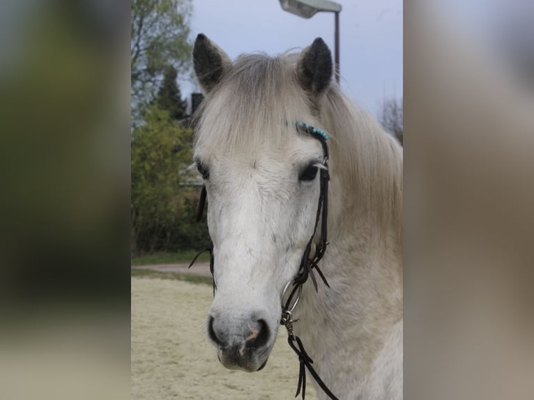 Connemara Mix Castrone 17 Anni 138 cm Grigio in Bottrop Connemara Mix Castrone 17 Anni 138 cm Grigio in Bottrop