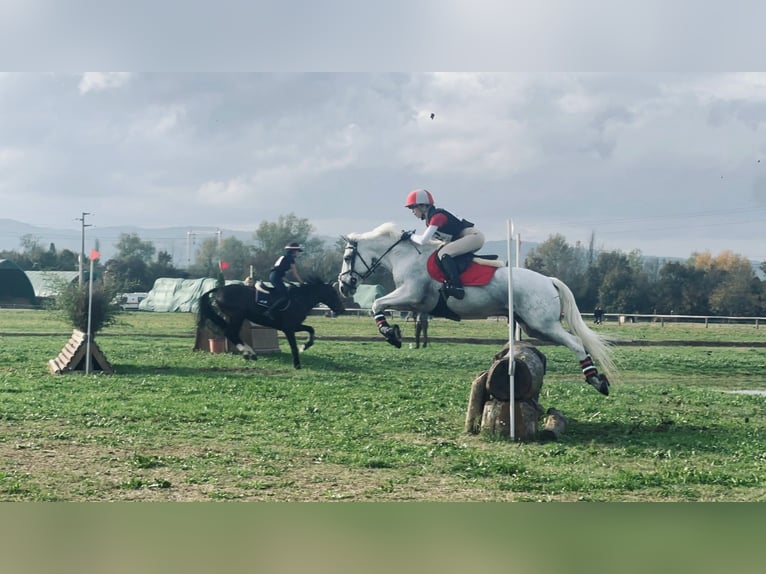 Connemara Castrone 18 Anni 148 cm Grigio in Monte San Pietro