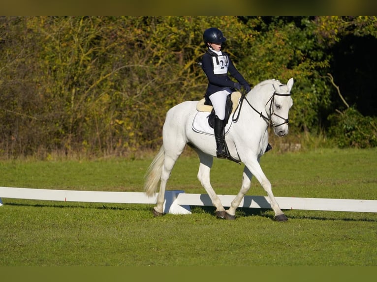 Connemara Castrone 18 Anni 148 cm Grigio in Monte San Pietro