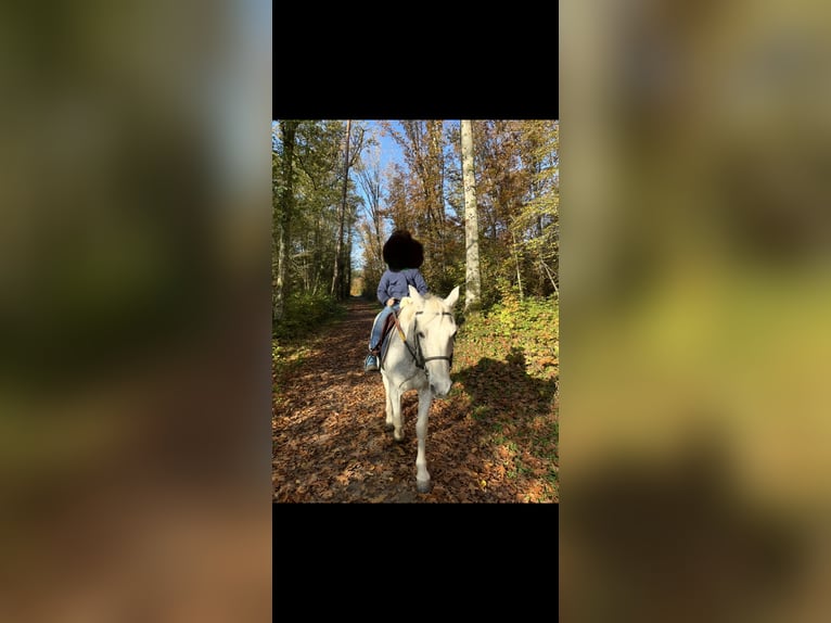 Connemara Castrone 19 Anni 145 cm Grigio pezzato in Denzlingen