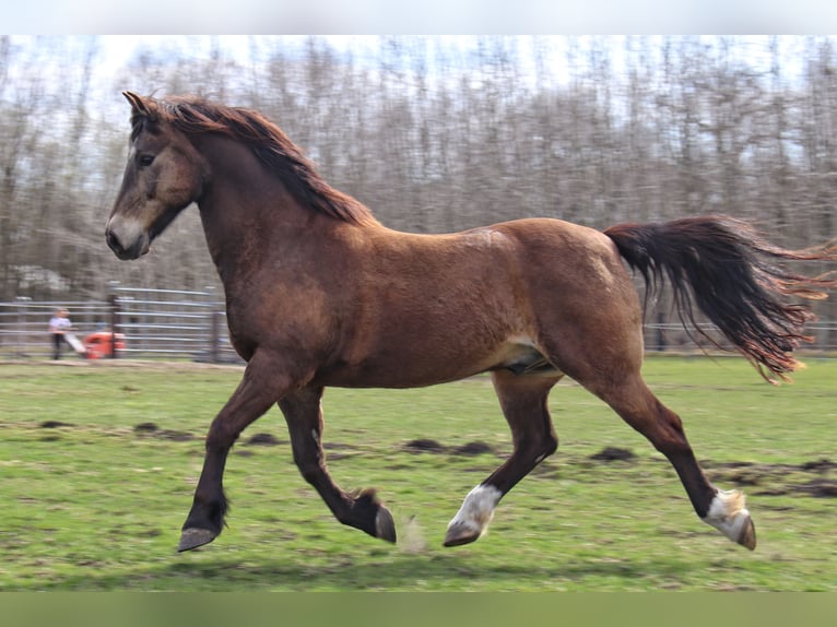 Connemara Mix Castrone 19 Anni 146 cm Falbo in Neuching