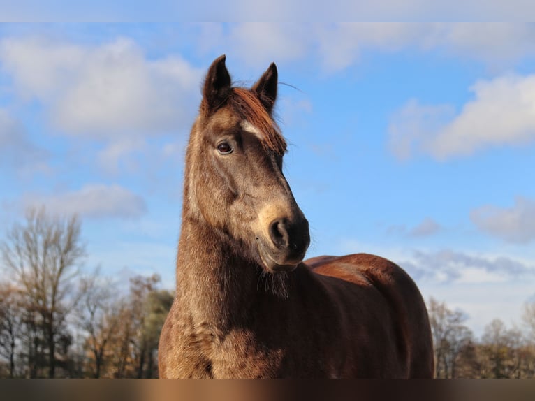 Connemara Mix Castrone 19 Anni 146 cm Falbo in Neuching
