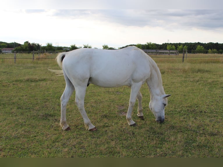 Connemara Castrone 21 Anni 147 cm Grigio in Cinq mars la pile