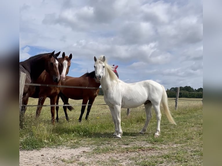 Connemara Castrone 21 Anni 147 cm Grigio in Cinq mars la pile