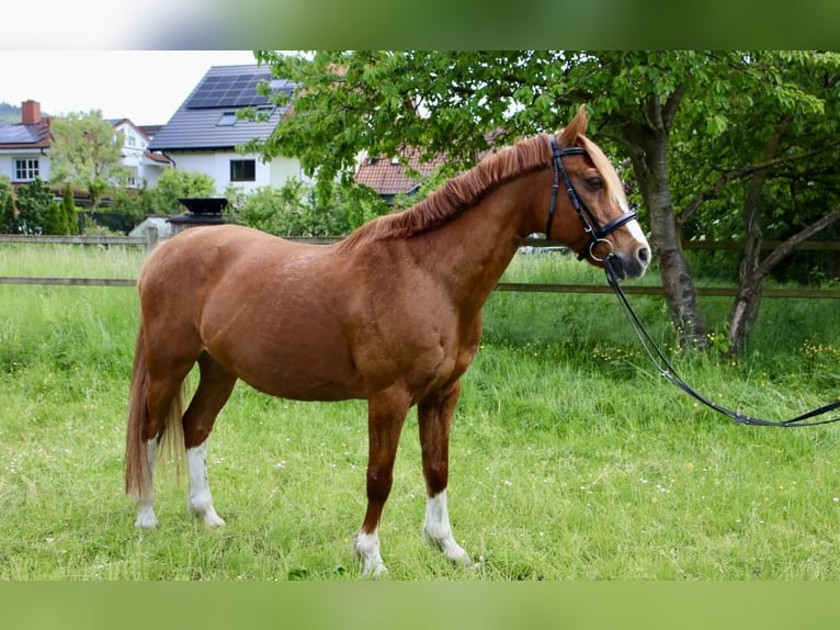 Connemara Castrone 21 Anni 147 cm Sauro in Heidelberg