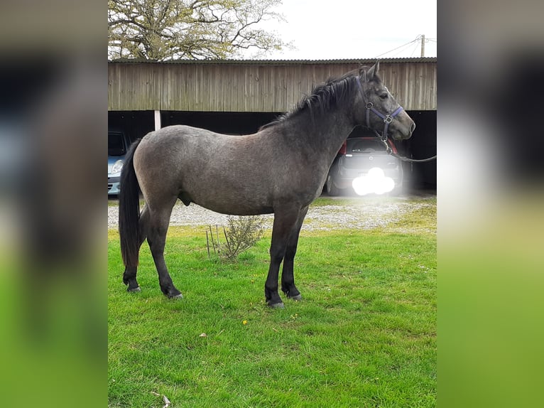 Connemara Castrone 2 Anni 142 cm Grigio in Saint-Sulpice-des-Landes