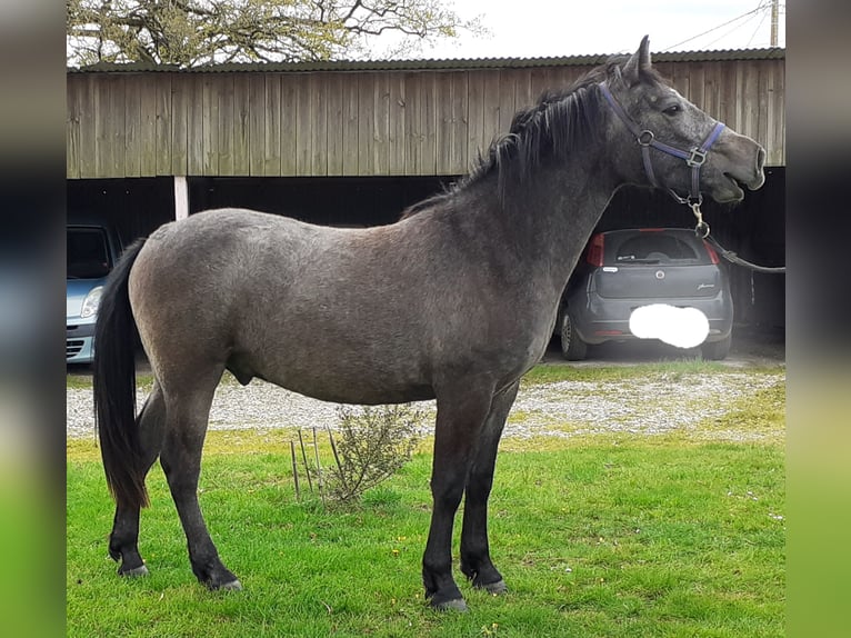 Connemara Castrone 2 Anni 142 cm Grigio in Saint-Sulpice-des-Landes