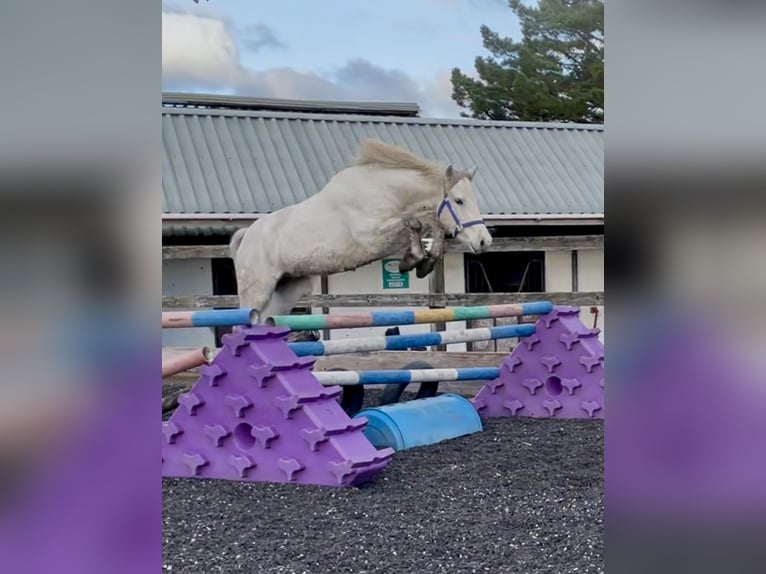Connemara Castrone 2 Anni 145 cm Bianco in Kenmare