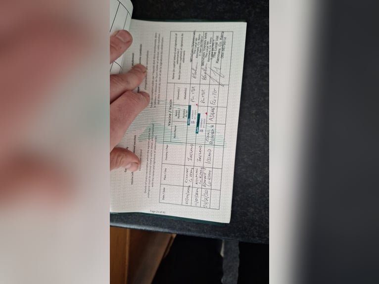 Connemara Castrone 2 Anni 145 cm Bianco in Kenmare