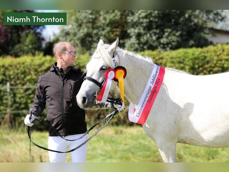 Connemara Castrone 2 Anni 145 cm Grigio ferro in Dachsberg