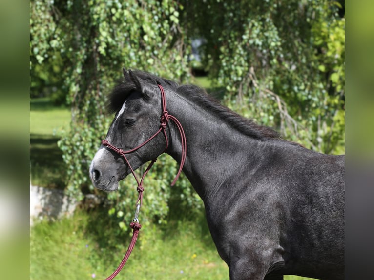Connemara Castrone 2 Anni 145 cm Grigio ferro in Dachsberg