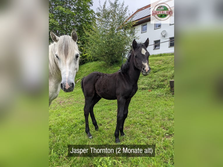 Connemara Castrone 2 Anni 145 cm Grigio ferro in Dachsberg